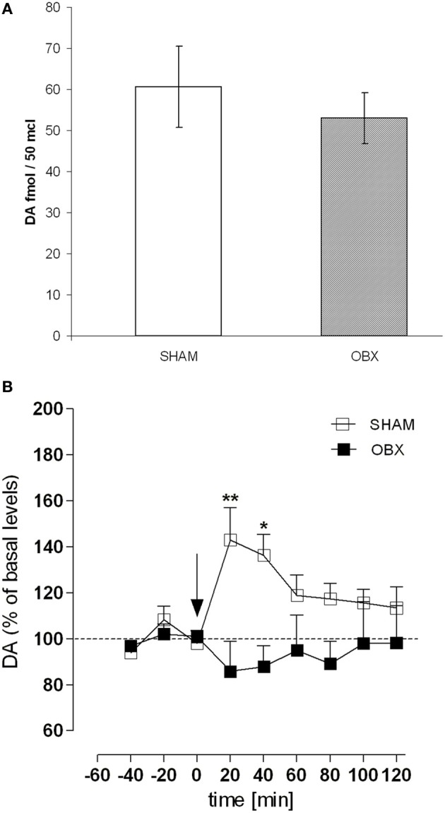 OBX rats do not show enhanced dopamine level following acute WIN challenge. (A) Basal extracellular levels (fmol/μl of dialysate, mean ±s.e.m.) of DA in the NAc shell of SHAM (n = 4) and OBX (n = 4) Lister Hooded rats. No significant difference was found between the two groups (One-Way ANOVA, p = 0.45). (B) Effect of an intravenous administration of WIN 0.3 mg/kg on DA release in the nucleus accumbens shell of SHAM (n = 4) and OBX (n = 4) Lister Hooded rats. *p < 0.05 and *p < 0.01, Two-Way ANOVA followed by Bonferroni's post-hoc test.