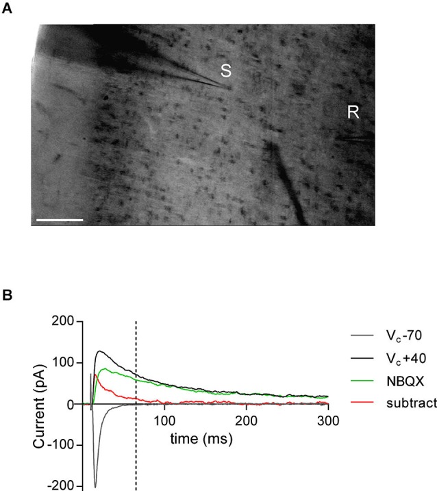 AMPA—NMDA ratio experimental design. (A) Bright-field snapshot of coronal slice detailing prelimbic mPFC division (x-axis medial—lateral; y-axis dorsal—ventral). Typical positioning of stimulation electrode (S) and patch-clamp recording electrode (R) are indicated (scale bar 100 μm). (B) Example traces from AMPA—NMDA ratio calculation. NMDAR mediated current was taken as VC +40 mV value 50 ms after peak AMPAR mediated current measured at −70 mV (indicated by dashed line). NBQX insensitive current (green) and subtracted current (red) at VC +40 mV show that AMPAR mediated currents are close to zero at NMDAR current measurement point.