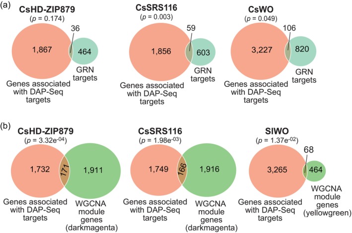 DNA affinity purification sequencing (DAP‐seq) validation of weighted gene co‐expression network analysis (WGCNA) and gene regulatory network (GRN) predictions.(a) Venn diagrams showing the overlap between the number of genes associated with DAP‐seq binding sites (CsHD‐ZIP879: 1904 genes; CsSRS116: 1915 genes; SlWO: 3333 genes) and the number of target genes predicted by GRN analysis (CsHD‐ZIP879: 500, CsSRS116: 662 and SlWO: 926).(b) Venn diagrams showing the overlap between the number of genes associated with CsHD‐ZIP879, CsSRS116 and SlWO DAP‐seq binding sites and the number of genes found in the same co‐expression modules as these transcription factors (darkmagenta: 2082; yellowgreen: 532) identified via WGCNA. The significance of the overlaps in (a) and (b) was assessed using the hypergeometric test (P‐value <0.05).