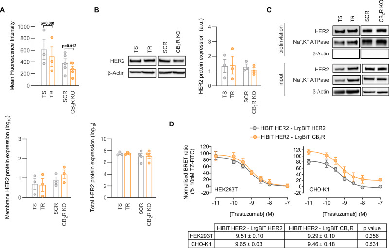 Trastuzumab resistance does not depend on differential affinity for HER2-HER2 versus HER2-CB2R dimers.A Binding of trastuzumab conjugated to fluorescein isothiocyanate (trastuzumab-FITC) to HER2, as determined by flow cytometry, in the indicated cell lines. Representative luminograms of protein expression analysis of total HER2 by Western blot (B) and of membrane-bound HER2 by biotinylating (C). Densitometry values were normalized to β-Actin (B), or to both Na⁺/K⁺-ATPase and β-Actin (C) and are presented in the graphs on the right (B) or below (C). D Competition NanoBiT ligand-binding studies between trastuzumab-FITC (10 nM) and unlabeled trastuzumab to HiBiT-HER2—LrgBiT-HER2 (gray circles) or HiBiT-HER2—LrgBiT-CB2R (orange circles) expressed in HEK293T (left panel; n = 5) or CHO-K1 (right panel; n = 3) cells. Data are expressed as % of total trastuzumab-FITC binding in the absence of competitor (100%) and vehicle alone (0%). pKi values are shown in the table below the graphs. All data were normally distributed and were analyzed by Student’s t test or one-way ANOVA (D).