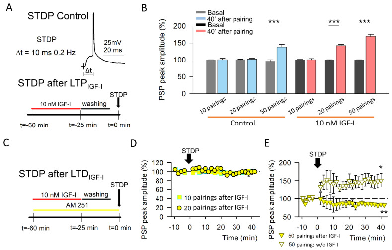Activation of CB1R is required for IGF-I-mediated facilitation of the t-LTP. (A) Top, Representative traces obtained when applying the t-LTP induction protocol, where an evoked PSP is followed by an action potential (AP) with a 10 ms delay. Bottom, Scheme of the experimental approach used, where the t-LTP induction protocol was applied 60 min after the start of 10 nM IGF-I application (35 min of IGF-I application followed by 20 min of washout and a baseline recording for 5 min). (B) Normalized mean peak PSP amplitudes before (basal) and after 40 min of the application of the t-LTP induction protocol for 10, 20, and 50 PSP-AP pairings when the layer II/III pyramidal neurons were no exposed (control; 10 pairing, before vs after, n = 5 p > 0.05; 20 pairing, before vs after, n = 6 p > 0.05; 50 pairing before vs. after, n = 7 *** p < 0.001) or exposed to 10 nM IGF-I for 35 min before the t-LTP induction (10 pairing before vs after n = 5, p > 0.05; 20 pairing before vs after n = 6 *** p < 0.001; 50 pairing, before vs after n = 6, *** p < 0.001 (C) Scheme of the experimental approach used, where the t-LTP induction protocol was applied 60 min after the start of 10 nM IGF-I application (35 min of IGF-I application followed by 20 min of washout and a baseline recording for 5 min) in the continuous presence of 10 µM AM-251. (D) Time course of IGF-I pre-exposure effects on PSPs in the presence of AM-251 for 10 (squares; before vs. after n = 6, p = 0.912) and 20 (circles; before vs. after, n = 6 p = 0.532) PSP-AP pairings. (E) Time course of PSPs for 50 PSP-AP pairings when the layer II/III pyramidal neurons were no exposed (white triangles; before vs. after, n = 5 * p < 0.05) or exposed to 10 nM IGF-I (yellow triangles; before vs after, n = 5 * p < 0.05) for 35 min before the t-LTP induction in the continuous presence of 10 µM AM-251.