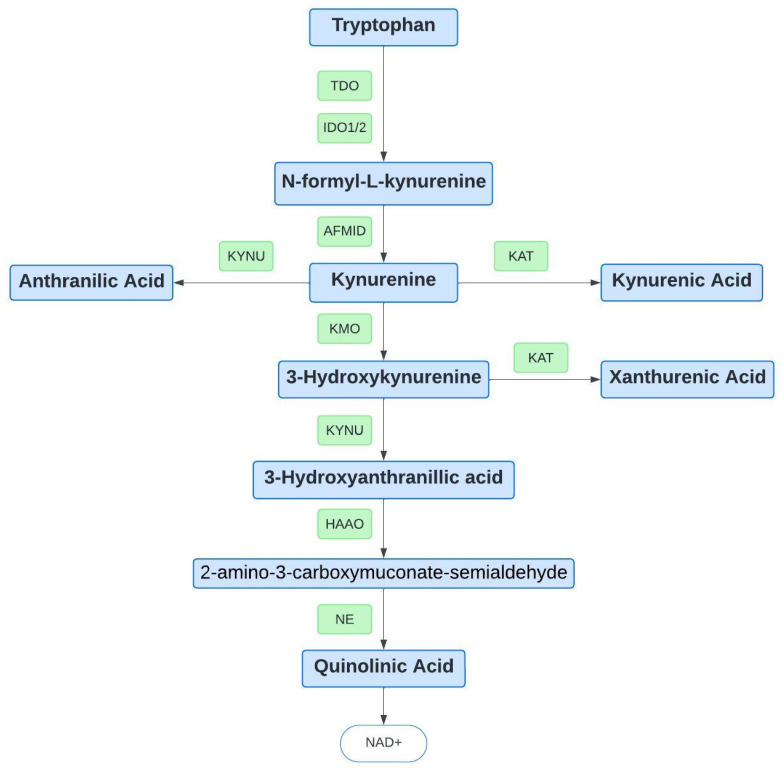 Tryptophan metabolism through the kynurenine pathway. Abbreviations: IDO1: indoleamine 2,3-dioxygenase-1, IDO2: indoleamine 2,3-dioxygenase-2, TDO: tryptophan 2,3-dioxygenase, NAD+: nicotinamide adenine dinucleotide.