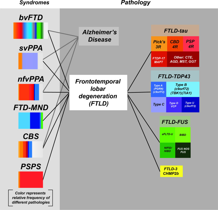 Relationship between clinical syndromes and neuropathology. Illustration of the association of different clinical syndromes with the deposition of specific inclusions of proteins including tau as determined by neuropathology. Each disease, defined by neuropathology of specific proteins, is colored differently. The fractional percentage of protein deposition in each clinical syndrome is estimated from the literature. (Figure is adapted from a slide shared by Dr. William Seeley, UCSF)