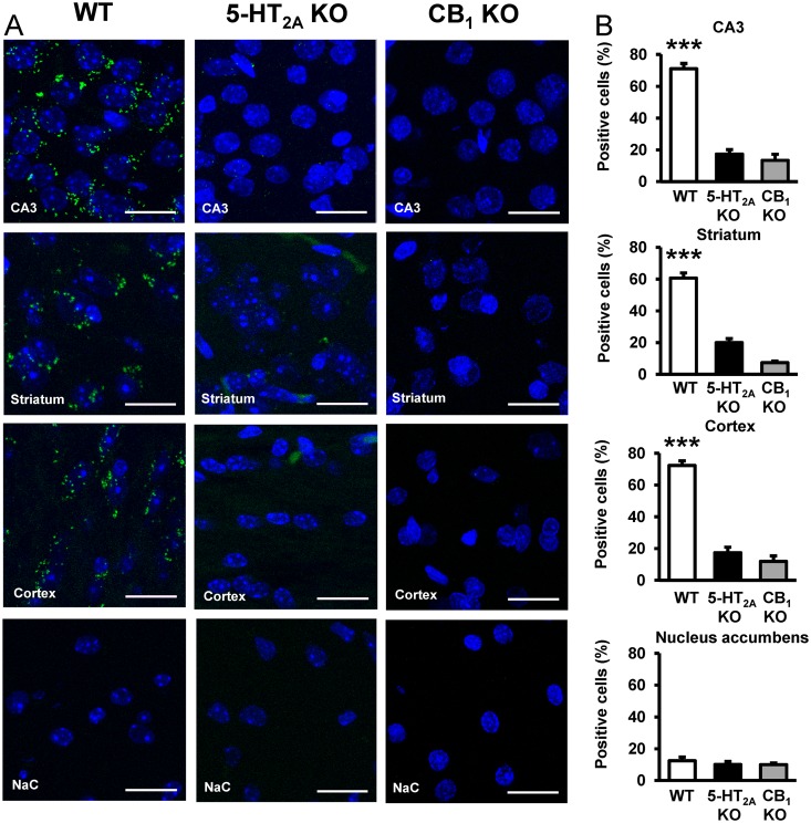 Differential expression of CB1R-5-HT2AR heteromers in the brain detected by in situ PLAs.In (A), PLAs were performed using slices of mouse hippocampus CA3, caudate-putamen (striatum), cortex (somatomotor layers 1, 2, and 3) or nucleus accumbens (NaC). Confocal microscopy images (superimposed sections) are shown in which heteromers appear as green spots in WT mice, but not in 5-HT2AR KO or CB1R KO mice in the hippocampus, caudate-putamen, and cortex. Any staining was observed in the nucleus accumbens of either WT or KO animals. In all cases, cell nuclei were stained with DAPI (blue). Scale bars = 20 μm. In (B), the number of cells containing one or more green spots is expressed as the percentage of the total number of cells (blue nucleus) in the hippocampus, striatum, cortex, and nucleus accumbens of WT (white bars), 5-HT2AR KO (black bars), or CB1R KO (grey bars) mice. Data (percentage of positive cells) are the mean ± SEM of counts in 4–9 different fields (see experimental procedures). Student’s t test showed a significant effect over 5-HT2AR KO or over CB1R KO mice in each condition (*** p < 0.001).