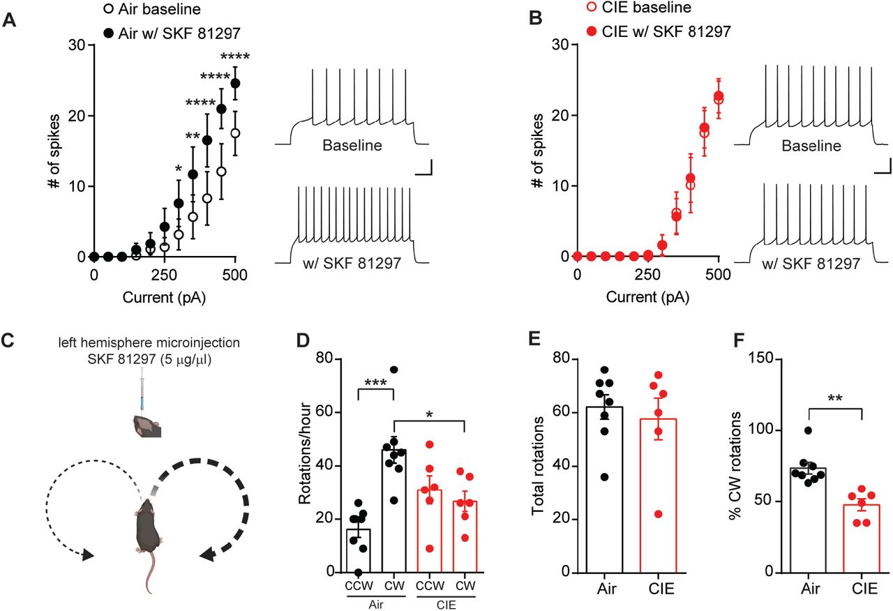 D1 receptor function is disrupted in CIE exposed mice.(A) Number of action potentials plotted against current injected under baseline conditions and in the presence of D1 agonist, SKF81297 (10 μM) (left) and sample traces (right) in D1 SPNs of Air (n = 10 cells, 3 mice) and (B) CIE (n = 9 cells, 4 mice). Scale bars represent 100 ms (horizontal) and 20 mV (vertical). (C) Schematic of unilateral microinjections (300 nL) of SKF 81297 (5 μg/μL) in the left hemisphere in the DS and predicted bias towards clockwise (CW) rotations. (D) Number of CW rotations and counterclockwise (CCW) rotations in Air (n = 8 mice) and CIE (n = 6 mice) (2 vapor cohorts) mice counted over an hour session. (E) Total rotations (CW+CCW) in Air and CIE mice. (F) Percentage of CW turns in Air and CIE mice. Data points and bar graphs represent mean ± SEM. Bonferroni-corrected post-hoc test of repeated-measures ANOVA or unpaired two-tailed t-test, *p < 0.05, **p < 0.01, ***p < 0.001, ****p < 0.0001.