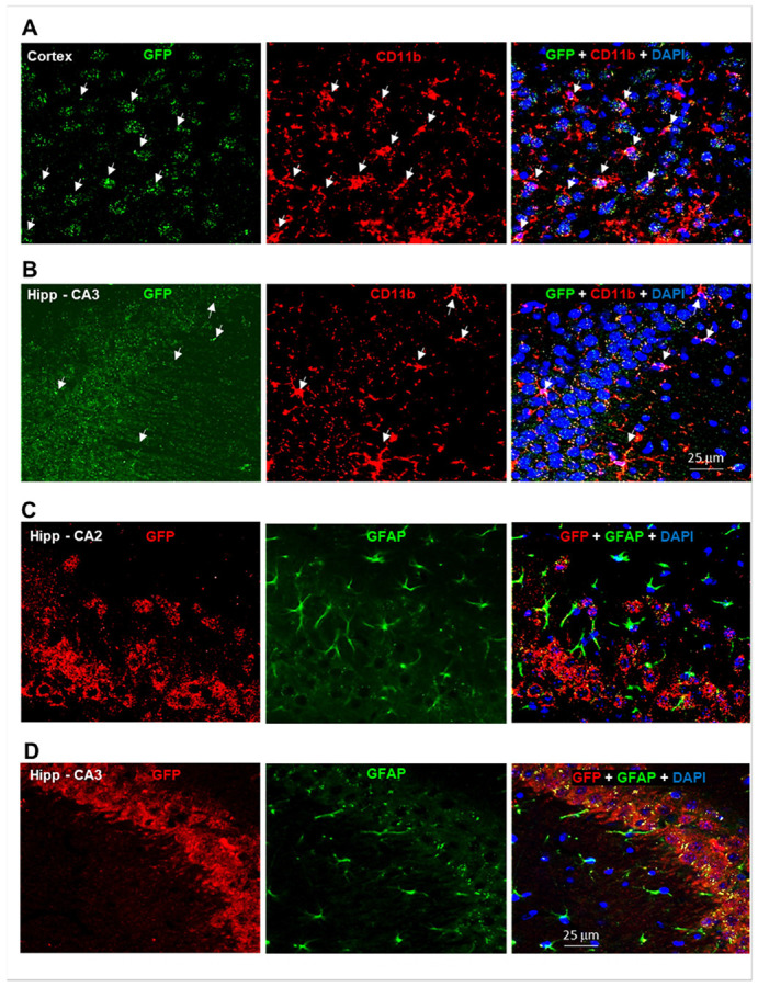 Cellular localization of GFP in glial cells and neurons. (A, B) Representative confocal images showing co-localization of GFP with CD11b in microglia in cortex (A) and hippocampus (B). (C, D) Representative images showing GFP co-localization with GFAP in astrocytes in hippocampal CA2 (C) and CA3 (D) subregions. Strong GFP signals are also detected in hippocampal neurons (C, D), although neuronal markers are not shown. (See Suppl. Figs. 9, 10)