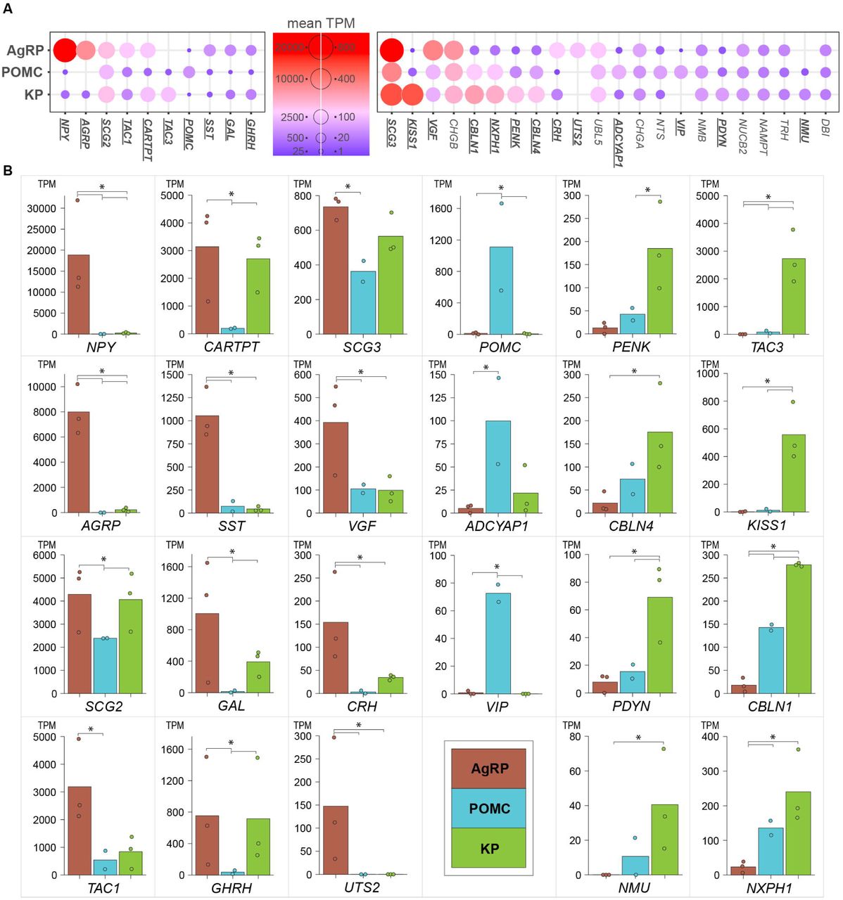 Neuropeptide co-expression in human AgRP, POMC, and KP neurons.A: Dot plots showing 32 neuropeptide and granin transcripts curated from the Neuropeptide Database (www.neuropeptides.nl), with mean expression levels of ≥ 40 TPM in at least one neuronal phenotype. Dot size and color are scaled according to transcript abundance. Gene symbols in bold and underlined indicate statistically significant differences between any two cell types (p.adj. < 0.05, DESeq2). B: Bar charts displaying the 23 neuropeptide genes that show differential expression in pairwise comparisons (*p.adj.≤ 0.05 by DEseq2). See Table S4 for detailed expression values and statistical results for all neuropeptides.