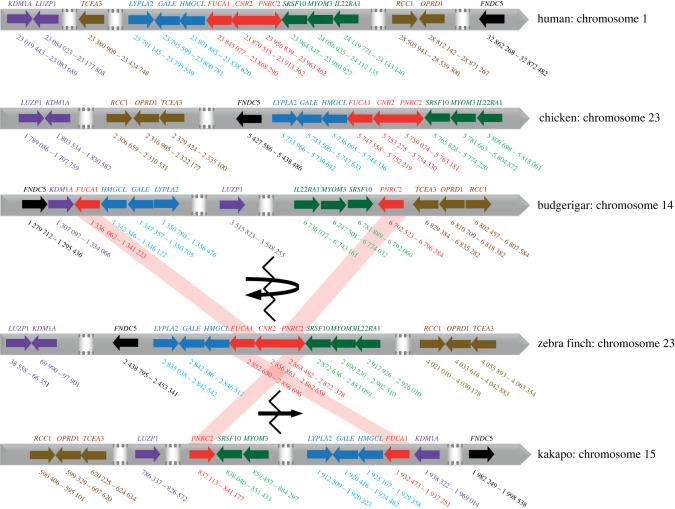 Schematic of the CNR2 locus position and its neighbourhood in the human, chicken, budgerigar, zebra finch and kakapo genomes. Chromosome sequence is schematically indicated with the grey arrowed line over which positions of individual genes are indicated by colourful arrows (each colour represents one group of genes sitting in proximity in the ancestral state); CNR2 and its closest human, chicken and zebra finch neighbouring genes, FUCA1 and PNRC2, are marked in red and linked by red shades between the species. Each gene is labelled with its symbol above the arrow and its chromosomal location is marked below. White areas with the dotted grey lines indicate longer interspacing regions containing additional genes that are not important for the reconstruction of the chromosomal rearrangements in parrots. The recombination breakpoint in CNR2 is indicated by a broken line, a curved arrow indicates the inversion event that occurred in the budgerigar evolutionary lineage, while a straight arrow indicates the translocation event that putatively occurred independently in the kakapo evolutionary lineage.