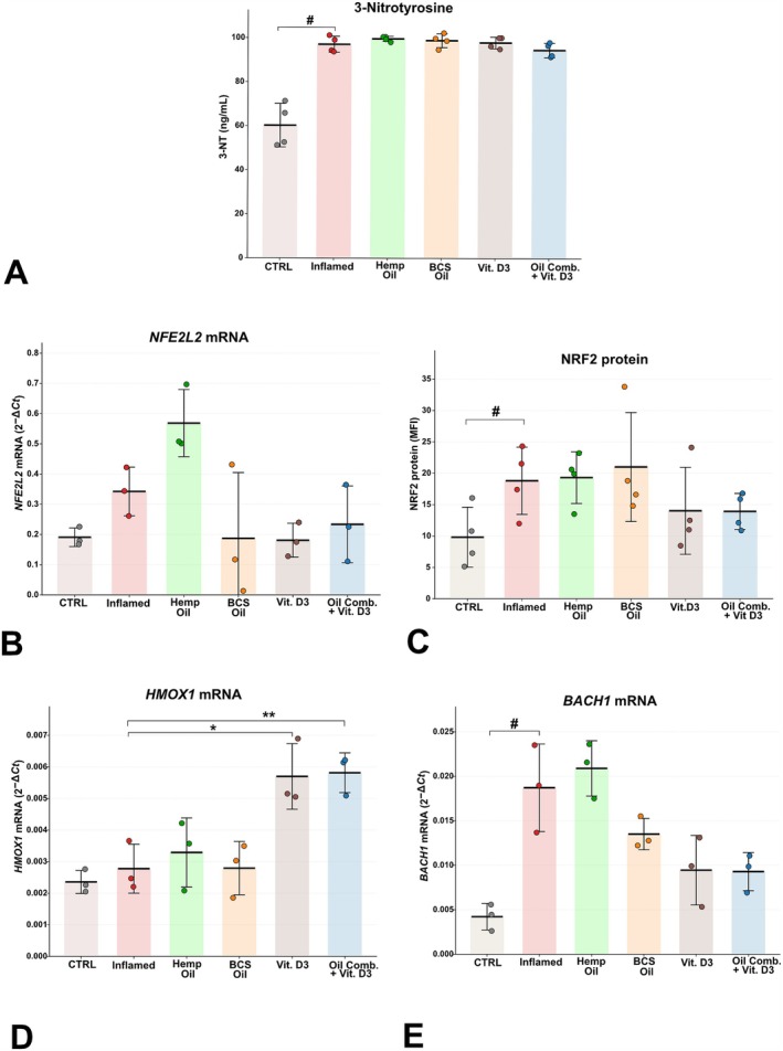 Inflammation induces sustained nitrosative stress and engages the NRF2/BACH1/HMOX1 axis, which is differentially modulated by the four treatments. (A) 3‐Nitrotyrosine (3‐NT) concentration in cell‐culture supernatants, quantified by sandwich ELISA and concentrations obtained by 4‐parameter logistic interpolation of the standard curve. Data are shown as mean ± SD with individual biological replicates (n = 4 per group). (B) NFE2L2, (D) HMOX1, and (E) BACH1 mRNA expression assessed by RT‐qPCR. Data are shown as mean ± SD of 2−ΔCt relative expression (n = 3 biological replicates per group, GAPDH as endogenous reference); individual data points represent each biological replicate. (C) NRF2 protein levels quantified by flow cytometry in fixed and permeabilized CPEK cells, expressed as median fluorescence intensity (MFI). Data are shown as mean ± SD with individual biological replicates (n = 4 per group). Statistical analysis: One‐way ANOVA followed by pairwise Welch's t‐tests with Šidák correction, performed as two independent comparison families per readout—# indicates a significant difference versus CTRL (effect of inflammation) and * indicates a significant difference versus Inflamed (effect of each treatment relative to the inflamed state). #/*p < 0.05; ##/**p < 0.01; ###/***p < 0.001.