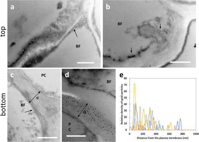 Distribution of the epitope recognized by the antibody LM14 directed against arabinogalactan proteins in the top (a–b) and bottom (c–d) internodes of nettle stem. a Detail of a developing bast fiber with an appreciable signal in the cell wall (arrow). Bar: 1000 nm. b A developing bast fiber (BF) with signal present both in the cell wall edge facing the cytoplasm and in membranous structures that cluster on the cell wall (arrows). Bar: 1000 nm. c A bast fiber (BF) sampled from a bottom internode with its thick G-layer (G, double dashed arrow). The LM14 signal is intense in the inner region of the cell wall facing the plasma membrane (arrow). PC indicates a parenchyma cell with little or no signal. Bar: 1000 nm. d A detail of a bast fiber (BF) from a bottom internode with its G-layer (G) strongly labeled in the half near the cell membrane as well as in the cytoplasm that is detached from the cell wall (arrow). PC, parenchyma cell. Bar: 500 nm. e Graph of LM14 signal distribution in bast fibers’ walls in relation to the distance from the plasma membrane. To make it easier to view the information, only four measurements were reported (in yellow, red, green, and gray)