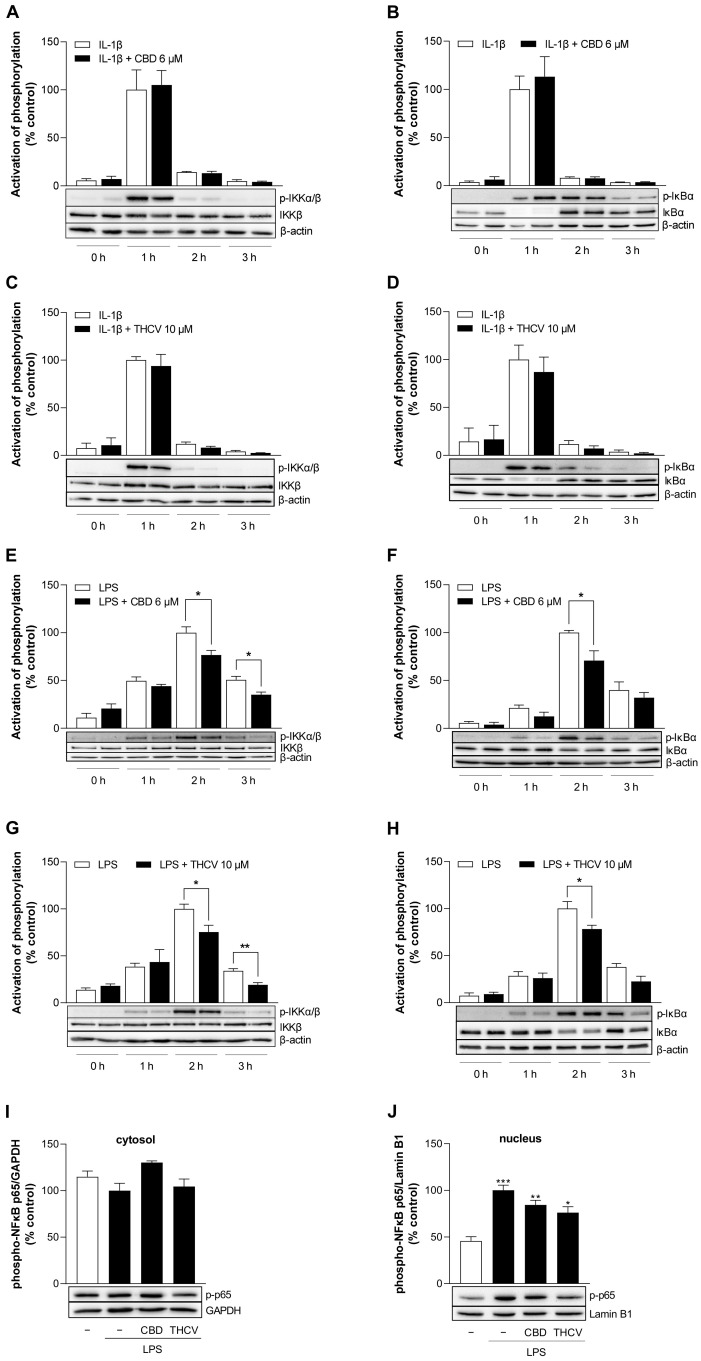 Effect of CBD and THCV on regulators of the NF-κB signaling pathway in IL-1β- and LPS-stimulated HCAEC. HCAEC were incubated with 10 ng/mL IL-1β and 6 µM CBD (A,B), 10 µM THCV (C,D), or vehicle for the indicated times. For LPS-stimulated cells, HCAEC were preincubated with 6 µM CBD (E,F), 10 µM THCV (G,H), or vehicle for 1 h and co-incubated with the appropriate compounds after the addition of 1 µg/mL LPS for the indicated times. For analysis of phospho-p65 NF-κB in the cytosolic (I) and nuclear fractions (J), HCAEC were preincubated with 6 µM CBD, 10 µM THCV, or vehicle for 1 h, followed by the addition of 1 µg/mL LPS and co-incubation with the compounds for 2 h. The blots shown are representative. At the 0 h time point, the HCAEC were treated with the test substances, and the supernatants were then immediately collected and the cells processed for subsequent Western blot analysis. Cells treated with IL-1β for 1 h or with LPS for 2 h were used as controls (100%). Data are presented as means ± SEM of n = 3 (3 independent experiments, (A–D,F,I,J)) or n = 4 (4 independent experiments, (E,G,H)). * p ≤ 0.05, ** p ≤ 0.01 vs. corresponding vehicle control; Student’s unpaired two-tailed t test (A–H). * p ≤ 0.05, ** p ≤ 0.01, *** p ≤ 0.001 vs. IL-1β- or LPS-stimulated cells; one-way ANOVA plus Bonferroni post hoc test (I,J).