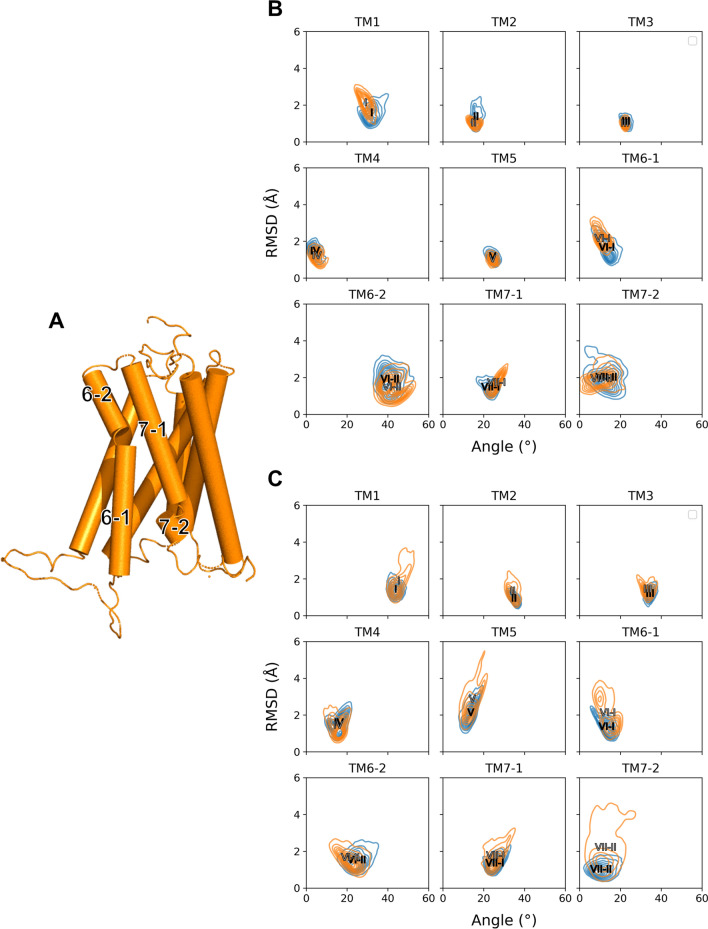 The angle-RMSD distribution for each helix. (A) Schematic helical compartments of CB1. Especially, TM6 and TM7 are separated into two compartments by its proline residue as pivot point. (B, C) The angle orientation and RMSD of each TM on both wildtype (blue) and mutant (orange) CB1 are plotted for (B) active and (C) inactive states. The two-dimensional density plot of angle and RMSD are shown over three trajectories for each state. The average point for each TM is marked as its TM index in wildtype (black) and mutant (gray).