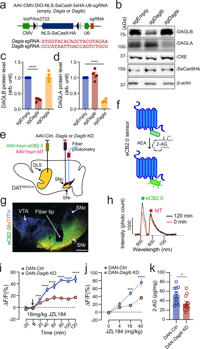 DAGLB mediates the main 2-AG synthesis in the nigral DANs.a Diagram of AAV-mediated CRISPR/saCas9 gene targeting vector and the sequence of Dagla and Daglb sgRNAs. b Western blot of DAGLB in cultured cortical and hippocampal neurons transfected with control, Dagla, or Daglb KD AAV vectors in combination with Cre-expressing AAV vectors. Actin was used as a loading control. Four independent experiments were performed. c, d Bar graph quantifies DAGLB (c) and DAGLA (d) protein levels in four independent experiments. Data were presented as mean ± SEM. One-way ANOVA, multiple comparisons, adjusted ****p < 0.0001. e Schematic illustrates fiber photometry recording of 2-AG signals in the SN of DAN-control and DAN-Daglb KD mice. DLS: dorsolateral striatum. f Cartoon of eCB sensor eCB2.0. g Co-staining of eCB2.0, tdT and TH in the midbrain sections of DAN-Daglb KD mice. Scale bar: 100 μm. More than five independent experiments were performed. h Sample photon counts of eCB2.0 (wavelength: 500–540 nm) and tdT (wavelength: 575–650 nm) emission immediately before and 120 min after JZL184 (16 mg/kg) administration. i Time course of eCB2.0 signals in the SN of DAN-control [n = 4, 2 Male(M)/2 Female(F)] and DAN-Daglb KD (n = 4, 2M/2F) mice before and after JZL184 (16 mg/kg) treatment. Data were presented as mean ± SEM. Sidak’s multiple comparisons, adjusted ***p = 0.0001. ****p < 0.0001. j Dose response of eCB2.0 signals 120 min after JZL administration at 0 (vehicle only), 4, 16, and 40 mg/kg. n = 4 mice per group. Data were presented as mean ± SEM. Sidak’s multiple comparisons, adjusted ***p = 0.0003. ****p < 0.0001. k LC-MS/MS quantification of 2-AG in the SNc of DAN-control (n = 9) and DAN-Daglb KD (n = 12) mice. Data were presented as mean ± SEM. Unpaired t test, two-tailed, *p = 0.02.
