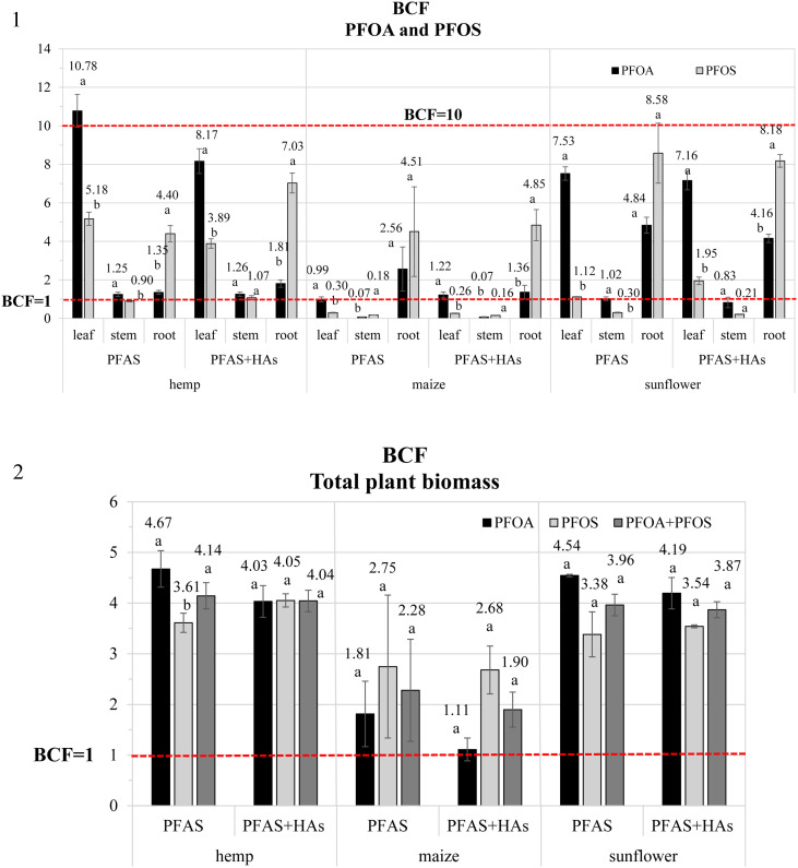 Bar charts compare bioconcentration factors (BCF) for PFOA and PFOS in hemp, maize, and sunflower plant tissues and total biomass, with PFAS or PFAS+HAs treatments. Red dashed lines indicate BCF thresholds at 1 and 10. Error bars and significance letters are included.
