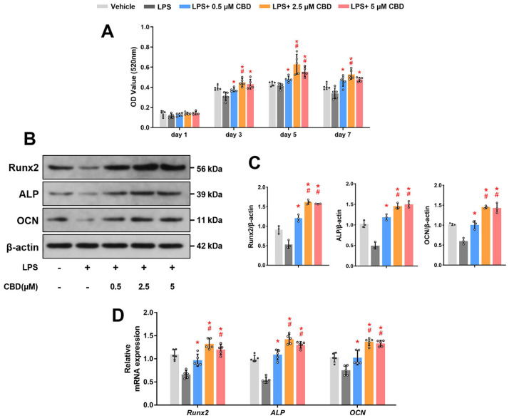 CBD promotes osteogenic differentiation of BMSCs in the inflammatory microenvironment. (A) BMSCs were co-treated with LPS (10 μg/ml) and different concentrations of CBD (0.5, 2.5, 5 μM), as indicated for 1, 3, 5, and 7 days, then ALP activity was detected (n=5). (B) BMSCs were co-treated with LPS and CBD (0.5, 2.5, 5 μM), as indicated for 7 days. Western blot was performed for detecting Runx2, ALP, and OCN. β-actin was used as the internal control (n=3). (C) Quantitative analysis of (B). (D) BMSCs were co-treated with LPS and CBD (0.5, 2.5, 5 μM), as indicated for 7 days. Then, BMSCs were harvested for detecting the mRNA expression levels of Runx2, ALP, and OCN by qRT-PCR. β-actin was used as the internal control (n=5). CBD: cannabidiol, BMSCs: bone mesenchymal stem cells, Runx2: runt-related transcription factor 2, ALP: alkaline phosphatase, OCN: osteocalcin, qRT-PCR: quantitative real-time polymerase chain reaction. Data are represented as means±SD. *p<0.05 compared with the LPS group; #p<0.05 compared with the LPS plus 0.5 μM CBD group.