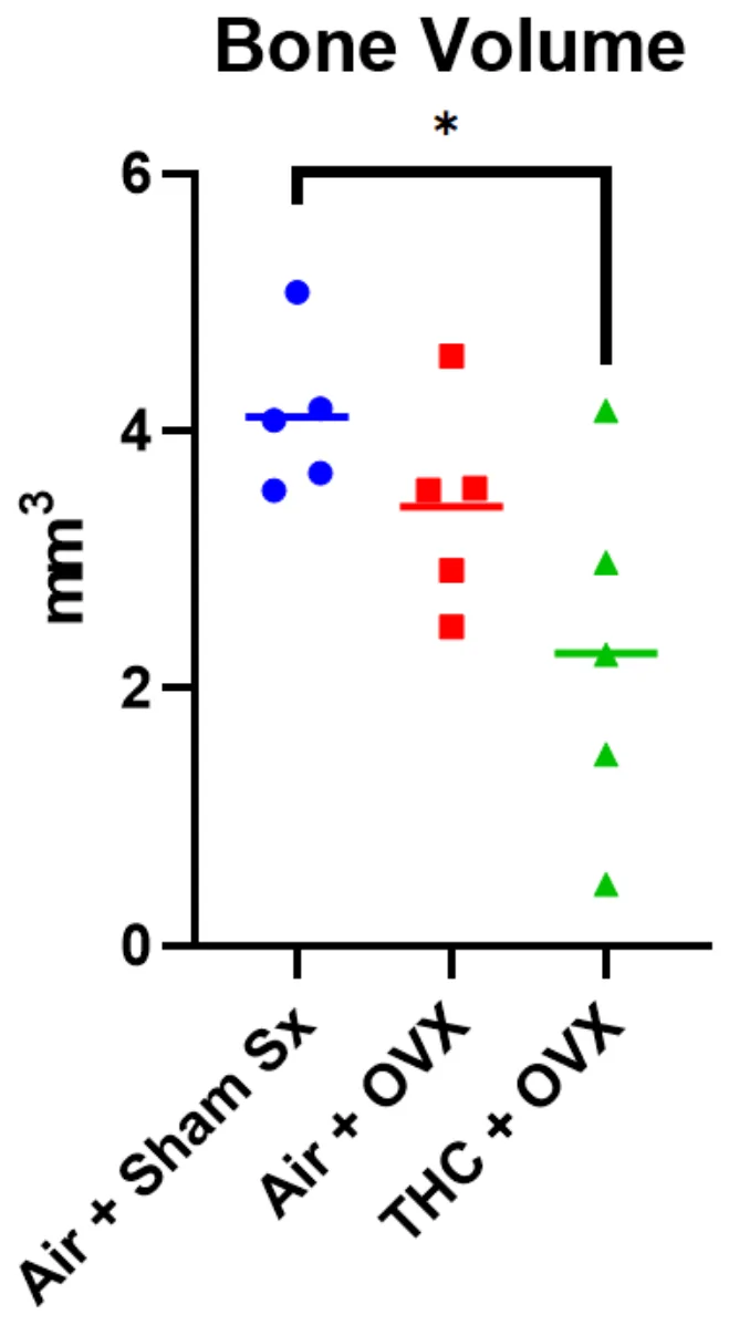 Trabecular microCT measurements. Dot plots (mean-line) showing trabecular microCT parameters from the proximal tibial metaphysis in Air + Sham Sx, OVX + THC, and OVX +Air groups. Significant differences in trabecular volume are displayed. Significant differences between THC treatment rats and controls (ANOVA) are indicated by lines. * p < 0.05.