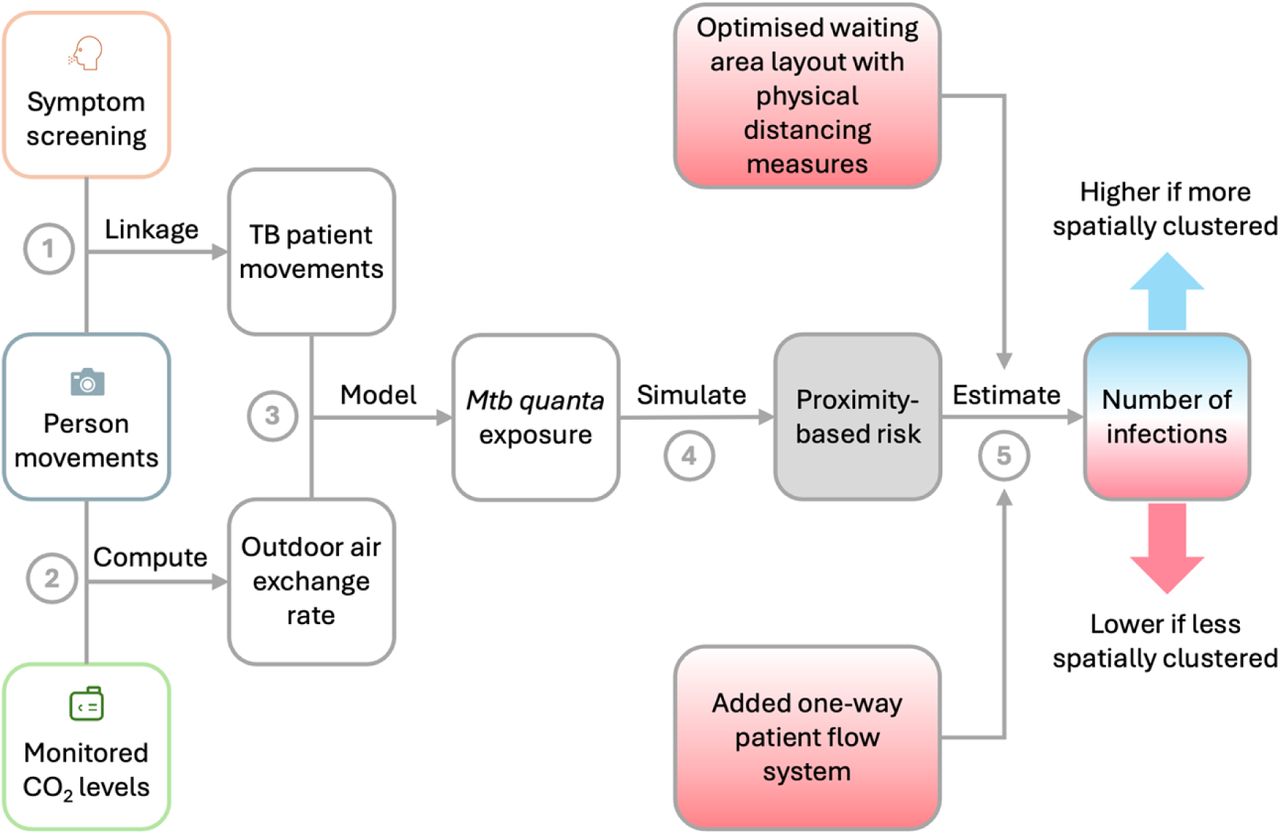 Visual summary of the modelling and estimation approach to assess intervention effects.(1) Person movements were linked with TB patients based on the time they presented in the area for TB symptom screening. (2) Person movements and CO2 levels were combined to compute the outdoor air exchange rate. (3) TB patient movements and daily outdoor air exchange rates were integrated into the spatiotemporal Wells-Riley model to estimate the quanta concentration in the waiting hall of the hospital. (4) Mycobacterium tuberculosis (Mtb) transmission risk was simulated with two model configurations, one considering proximity between hospital attendees (proximity-based infection risk) and one assuming a single, well-mixed airspace (uniform infection risk). (5) The ratio of the expected number of Mtb infections between both models (proximity-based/uniform) was computed per day and compared between study phases. An estimated decrease in the ratio would indicate that interventions reduced spatial clustering and the number of new Mtb infections.