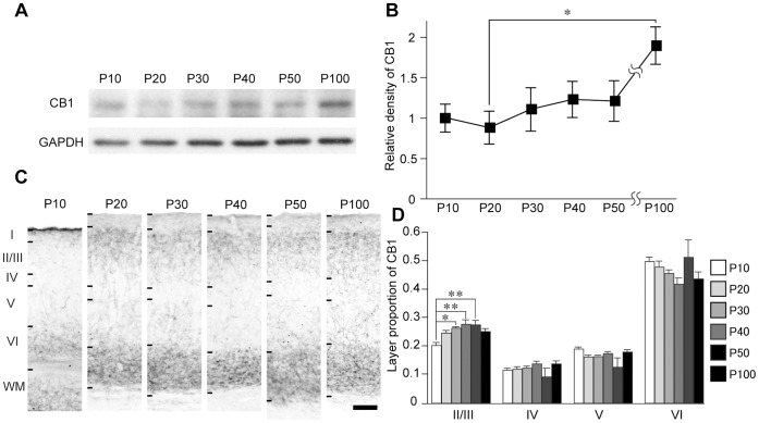 Developmental change of CB1 expression in V1.(A) Representative western blots of CB1 and GAPDH in V1 at different postnatal ages. (B) Mean and SEM of CB1 blot densities of each age group (n = 8 hemispheres each from 4 animals, one-way factorial ANOVA, p<0.05, post hoc Tukey’s test, *: p<0.05). The blot densities were normalized to the mean density of P10. (C) CB1 immunostaining of the binocular region of V1 at postnatal ages indicated on top. Scale, 100 µm. (D) Layer distribution of CB1 immunoreactivity in the binocular region of V1 at different postnatal ages. Mean and SEM of CB1 signal intensity in each layer represented as the proportion to the all-layer intensity (n = 4 animals, one-way factorial ANOVA, p<0.05; layer II/III, p>0.05; layers IV, V, and VI, post hoc Tukey’s test, *: p<0.05, **: p<0.01).