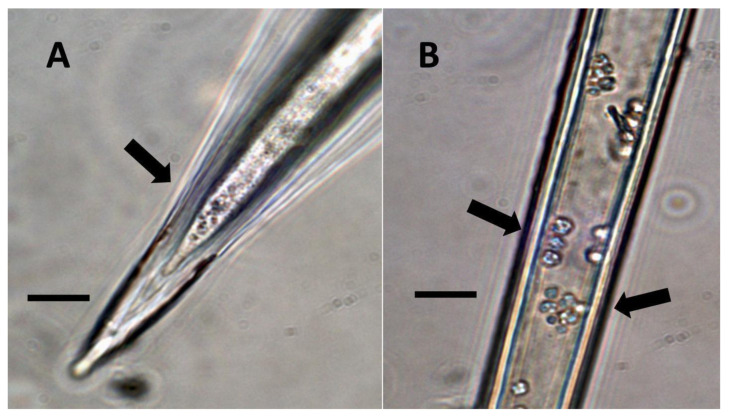 Non-pitted trichomes of Phragmites australis showing internal bacteria. (A) Ligule trichome stained with iron sulfate to show nitric oxide (brown color) around bacteria (arrow) in hair tip (Bar = 10 µm). (B) Ligule trichome stained with ammonium molybdate to show ethylene (blue-purple color) around bacteria (arrows) in hair (Bar = 10 µm).