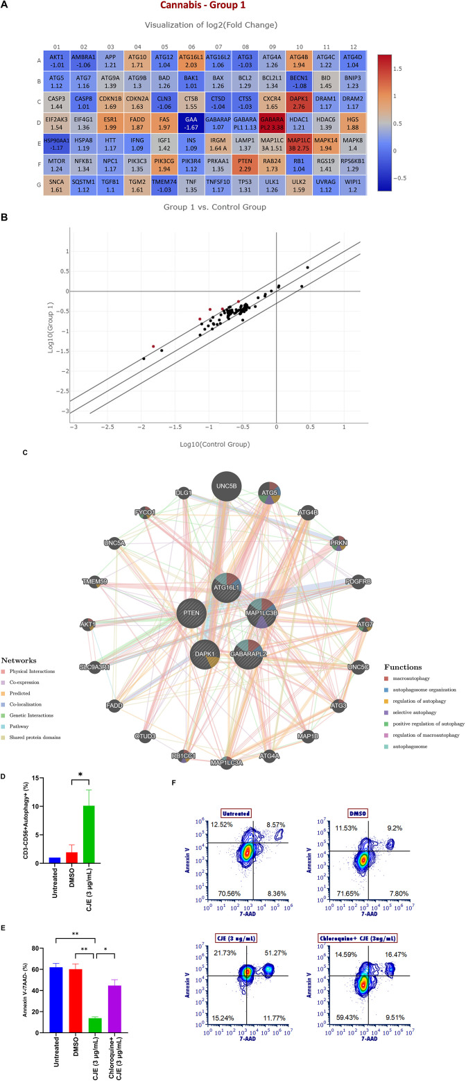 CJE induces autophagy and modulates the viability of NK cells.RNA was extracted from purified NK cells, converted to cDNA, and analyzed by real-time PCR to assess autophagy-related gene expression. (A–C) Heatmap and representative gene interaction networks comparing CJE-treated and DMSO control conditions. (D) Autophagy levels in viable NK cells were assessed by flow cytometry using the Red Fluorescent Autophagy Assay, in combination with anti-CD3-APC and anti-CD56-APC-eFluor680 antibodies. (E–F) PBMCs were pretreated or not with 100 µM chloroquine diphosphate (autophagy inhibitor), followed by exposure to CJE. Apoptosis was evaluated by Annexin V and propidium iodide (PI) staining in CD3 ⁻ CD56 ⁺ NK cells. Data are presented as mean ± SEM. *p < 0.05; **p < 0.01; n = 4 independent experiments. DMSO = dimethyl sulfoxide; CJE = cannabis joint extract.