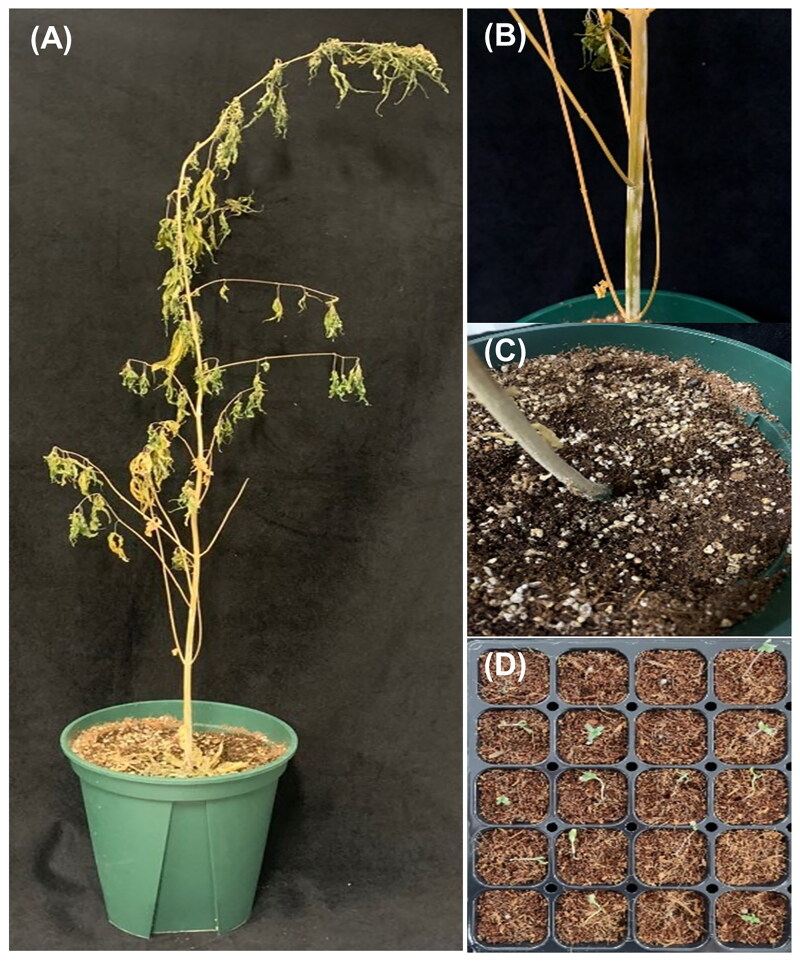 Wilting symptoms of Cannabis sativa L. cv. Cherry Blossom (hemp) plants. (A) Wilting symptoms developed on the flowering stage of hemp plants; (B–C) Basal part of the stem of diseased hemp plants. White-colored mycelial growth is observed; (D) Wilting symptoms of hemp seedlings plants.
