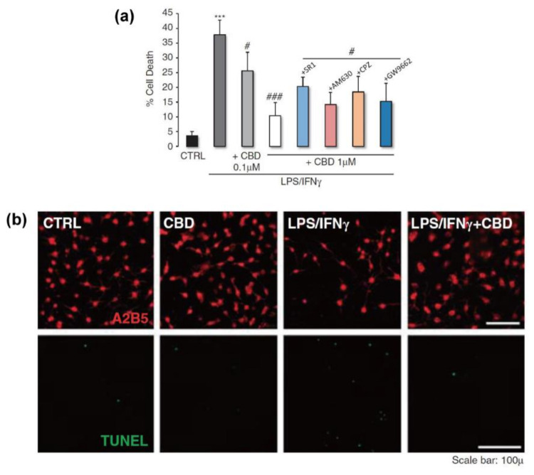 CBD actions on OPCs. (a) Protective effect of CBD on LPS/IFNγ-induced cytotoxicity in OPCs. CB1, CB2, TRPV1, or PPARγ antagonists (SR1, AM639, CPZ: 1 mM and GW9662: 50 nM) were administered 30 min before the stimulus to explore the effect of various receptors. The statistical analysis was performed using Kruskal–Wallis ANOVA followed by Mann–Whitney U test; *** p ≤ 0.001 versus non-treated cells, # p ≤ 0.05 and ### p ≤ 0.001 versus cells exposed to LPS/IFNγ alone. (b) A2B5 and TUNEL staining of OPCs exposed to LPS/IFNγ for 24 h in the presence or absence of CBD (1 µM). (a,b) Reproduced from [81], under the terms of the Creative Commons Attribution-Noncommercial-NoDerivs 3.0 Unported (CC BY-NC-ND 3.0) License. Copyright 2012, The authors, published by Springer Nature.