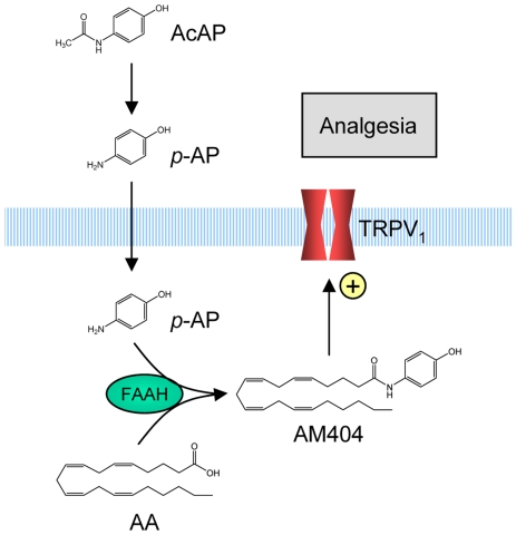 Mechanism behind the TRPV1-mediated antinociceptive effect of acetaminophen.Acetaminophen is metabolized to p-aminophenol (p-AP) mainly in the liver. p-Aminophenol is subsequently conjugated with arachidonic acid (AA) in FAAH-containing cells in the nervous system, including neurons expressing TRPV1, leading to the formation of the TRPV1 activator AM404. As suggested for capsaicin, AM404 may activate TRPV1 from inside of the cell [53], [54]. In contrast to AM404, acetaminophen and p-aminophenol do not directly interact with TRPV1 [12]. Activation of TRPV1 could produce antinociception by stimulation of bulbospinal descending inhibitory pathways in the periaqueductal gray [28].