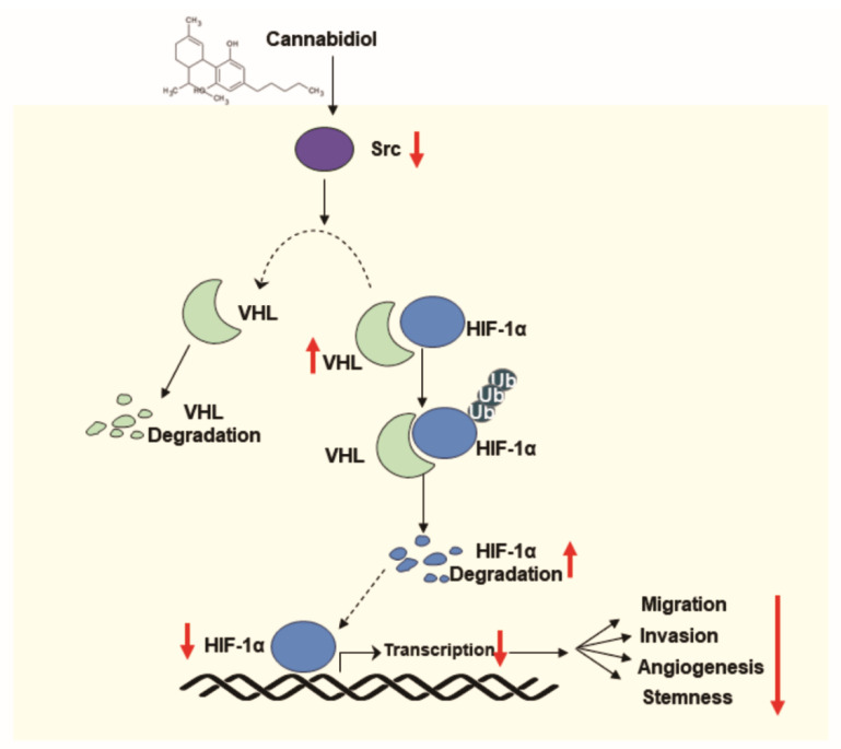 The scheme of cannabidiol (CBD) suppression of angiogenesis and stemness of breast cancer by downregulation of HIF-1α.