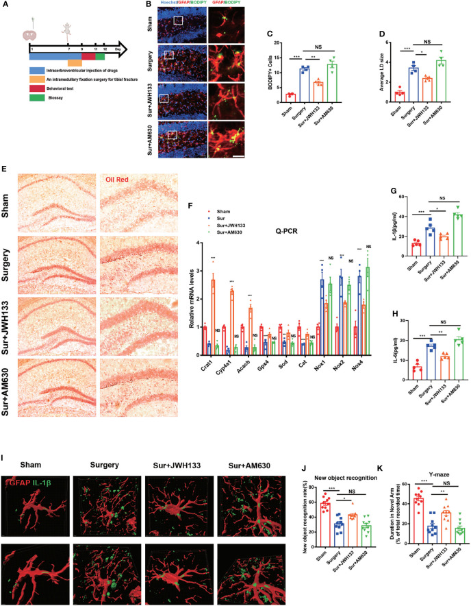 (A) Experimental protocol and timeline. Administration of JWH133 or AM630 via the lateral ventricle of the mice by using a stainless steel tube 7 d before surgery; behavioral and biological testing 2 d after surgery. (B) Immunofluorescence staining of GFAP and BODIPY staining in the hippocampal DG brain region. Statistical data on BODIPY+ cells, with the average LD size (C, D) (means±SEM, n=4, scale bars=40 and 3 μm). (E) Oil Red O LD staining in the hippocampus (n=4, scale bars=200 and 100 μm). (F) RT-qPCR results for the relative mRNA expression levels of Crat, Cyp4a12a, Acacb, Gpx4, Sod, Cat, and Nox1,2,4 in the hippocampus (means±SEM, n=4). (G, H) ELISA of IL-1β and IL-6 serum levels (n=5). (I) Co-labeling of GFAP and IL-1β in the hippocampus, as detected by immunofluorescence assay. Analysis of the fluorescence signal by using Imaris 9.0 to generate a 3D model (scale bars=2 μm). (J, K) New object recognition and Y-maze testing of mice in each group (means±SEM, n =10). NS means not significant, * P < 0.05, ** P < 0.01, *** P < 0.001 compared with the corresponding group, as determined by ANOVA.