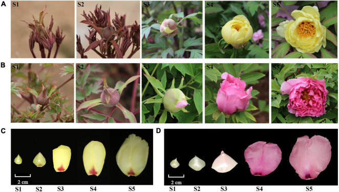 Flowers of two tree peony cultivars “High Noon” and “Roufurong” at five blooming stages. (A,C) “High Noon.”. (B,D) “Roufurong.” S1: Stage 1, unpigmented tight bud; S2: Stage 2, slightly pigmented soft bud; S3: Stage 3, initially opened flower; S4: Stage 4, half opened flower; S5: Stage 5, fully opened and pigmented flower with exposed anthers.