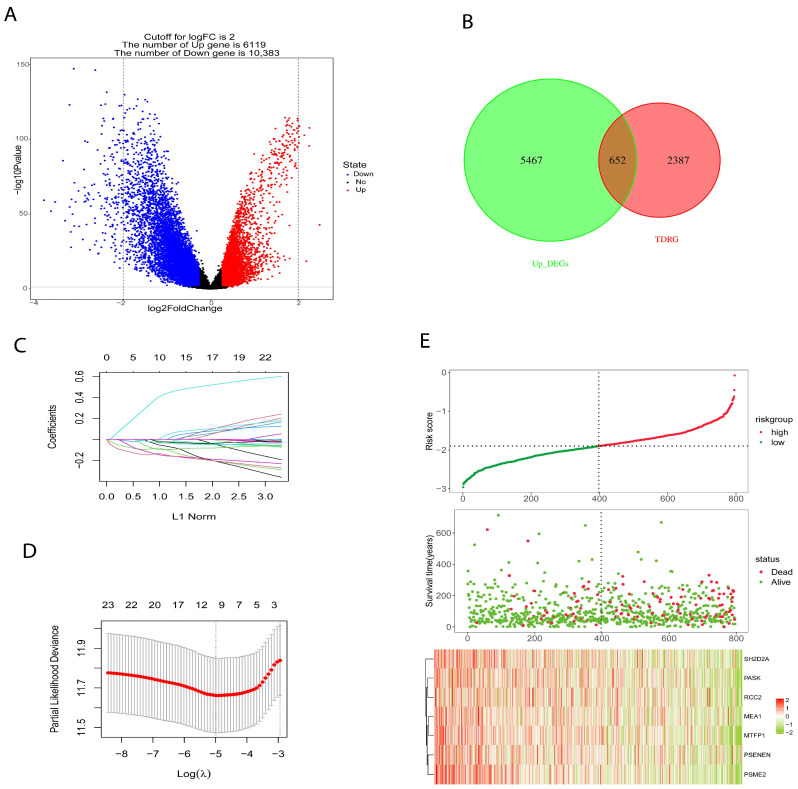 Construction and verification of prognostic risk signature model. (A) Differential genes between high- and low-mRNAsi (stemness index). (B) The intersection between differential genes related to stemness index and Treg-related differential genes. (C,D) Seven TDRGs (T regulatory cell differentiation-related genes) with prognostic characteristics were screened by the LASSO regression algorithm. (E) The risk score, patient status, and mRNA expression heatmap.