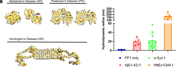 FP1 binds other amyloids. (A) Top view of cryo-EM structures of fibrils formed by Aβ42 (60) and α-Syn (61) and NMR structure of HttEx1Q44(58), colored in YRB [Colors in YRB: yellow; negative charge, red; positive charge, blue (53)]. (B) Hydrodynamic radius of FibrilPaint binding (only, blue) to fibrils formed by Aβ42 (red) α-Syn (green) and HttEx1Q44 (orange).