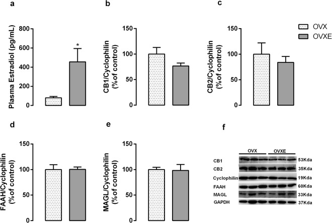 Effect of ovariectomy and estradiol treatment on estradiol levels (a) and hepatic protein expression of CB1 (b), CB2 (c), FAAH (d) and MAGL (e) of adult rats. Representative western blot bands for each protein were showed (f). Data is expressed as mean ± S.E.M, n = 6–9 per group; *p < 0.05, by Student’s t test.