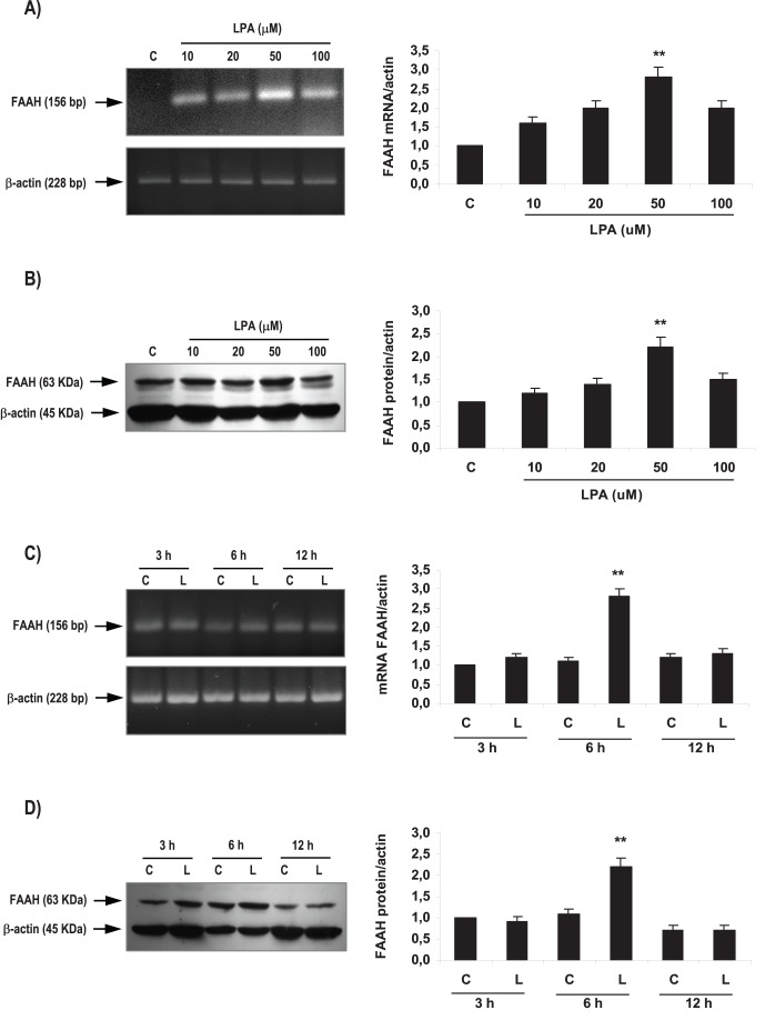 Effect of LPA on FAAH activity and expression in the rat uterus during the window of implantation.Uterine strips from rats pregnant on day 5 of gestation (implantation window) were incubated with different concentrations of LPA (10, 20, 50 and 100 µM) for 6 h and the expression of FAAH mRNA (A) and protein (B) was studied. Afterwards, uterine strips from rats pregnant on day 5 of gestation (implantation window) were incubated with LPA 50 µM for 3, 6 and 12 h and the expression of FAAH mRNA (C) and protein (D) was determined. In A, B, C and D: ** p<0,01 vs the rest. Results are shown as means ± sem. N = 4–6 for each point. C: control; L: LPA.