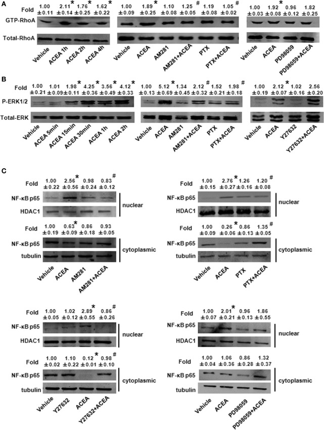 ACEA activated G(α)i/o-coupled CB1 and then enlarged GTP-bound Rho and extracellular signal-regulated kinase (ERK) signal, finally promoting bone marrow-derived monocyte/macrophage (BMM) polarization toward M1. In vitro total and active Rho proteins (A), total ERK1/2 and phosphor-ERK1/2 (B) expression and NF-kB p65 nuclear translocation (C) was measured by western blot. *P < 0.05 compared with control, #P < 0.05 compared with the same treated group without inhibitors (n = 5).