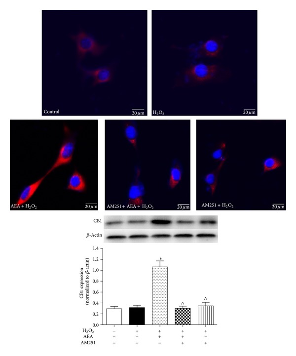 AEA upregulated the expression of CB1 in HT22 cells. Immunofluorescence staining and western blotting were used to investigate the AEA-induced effect on CB1 protein expression in HT22 cells. The cells were divided into five groups, Control: cells cultured in drug-free medium; H2O2: cells exposed to 200 μM H2O2 for 3 h; AEA + H2O2: cells exposed to 10 μM AEA plus 200 μM H2O2 for 3 h; AM251 + AEA + H2O2: cells exposed to 10 μM AEA plus 10 μM CB1 antagonist AM251 at the presence of 200 μM H2O2 for 3 h; AM251 + H2O2: cells exposed to 10 μM AM251 plus 200 μM H2O2 for 3 h. CB1 protein (red) was expressed in HT22 cells. AEA upregulated the expression of CB1 receptor; however CB1 antagonist AM251 reversed the CB1 upregulation in HT22 cells. Nuclei were counter-stained with DAPI (blue). Results are expressed as means ± SD (n = 4). *P < 0.05 versus control (no H2O2, no AEA, and no AM251), ∧ P < 0.05 versus the cells exposed to AEA plus H2O2. Bar = 20 μm.