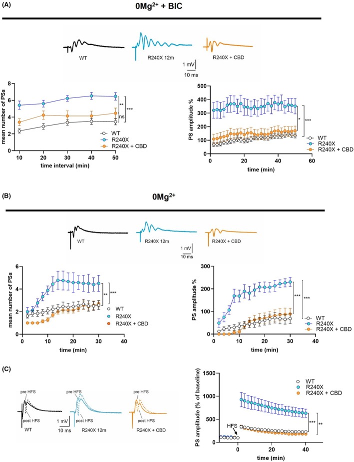 Effect of CBD on epileptic‐like activity and LTP in the DG of 12‐month‐old Epm2a R240X mice. (A) Representative traces and time‐course graph of FPs recorded in magnesium‐free +.1 μM bicuculline ACSF solution in the DG of WT (black traces) and 12‐month‐old Epm2a R240X mice in the absence (cyan traces) or presence (orange traces) of 3 μM CBD. Note that 3 μM CBD is able to recover the mean number and amplitude of PSs in 12‐month‐old Epm2a R240X mice to control levels (PS number: WT: 3.4 ± .4, n = 20; R240X: 6.5 ± .4, n = 13, p < .0001, F (1,31) = 52.54 vs WT; R240X + CBD: 4.5 ± .6, n = 6, p = .0036, F (1,17) = 11.36 vs R240X, p = .09 F (1,24) = 3.109 vs WT; PS amplitude: WT: 135 ± 17.9%, n = 26; R240X: 351 ± 57.0%, n = 13, p < .0001, F (1,37)=29.01 vs WT; R240X + CBD: 170 ± 34.3%, n = 7, p = .017, F (1,18) = 6.85 vs R240X, p = .34, F (1,31) = .93 vs WT; two‐way ANOVA). (B) Representative traces and time‐course graph of FPs recorded in magnesium‐free ACSF solution in the DG of WT (black traces) and 12‐month‐old Epm2a R240X mice in the absence (cyan traces) or in the presence (orange traces) of 3 μM CBD. Note that 3 μM CBD is able to recover the mean number and amplitude of PSs, in 12‐month‐old Epm2a R240X mice to control levels (PS number: WT: 2.6 ± .4, n = 13; R240X: 4.5 ± .72, n = 10, p = .0012, F (1,19) = 14.46 vs WT; R240X + CBD: 2.7 ± .28, n = 7, p < .0001, F (1,14) = 35.43 vs R240X, p = .34, F (1,17) = .97 vs WT; PS amplitude: WT: 75.8 ± 22.9%, n = 14; R240X: 240 ± 20.3%, n = 11, p < .0001, F (1,24) = 27.83 vs WT; R240X + CBD: 89.2 ± 25.3%, n = 7, p = .0002, F (1,17) = 22.56 vs R240X, p = .81, F (1,19) = .057 vs WT; two‐way ANOVA). (C) Representative traces and time‐course graph of PSs recorded before (continuous line) and 40 min after (dotted line) the HFS protocol in WT (black), 12‐month‐old Epm2a R240X (cyan). and in Epm2a R240X mice in the presence of 3 μM CBD (orange). Note that treatment with 3 μM CBD is able to restore the aberrant LTP observed in the DG of Epm2a R240X to physiological levels (WT: 230 ± 26.4%, n = 13; R240X: 632 ± 89.3%, n = 10, p = .0001, F (1,20)=22.74 vs WT; R240X + CBD: 182 ± 15.4%, n = 7, p = .0019, F (1,14) = 14.6 vs R240X, p = .4, F (1,18)=.72 vs WT; two‐way ANOVA). Data are reported as means ± SEM, n refers to the number of slices.