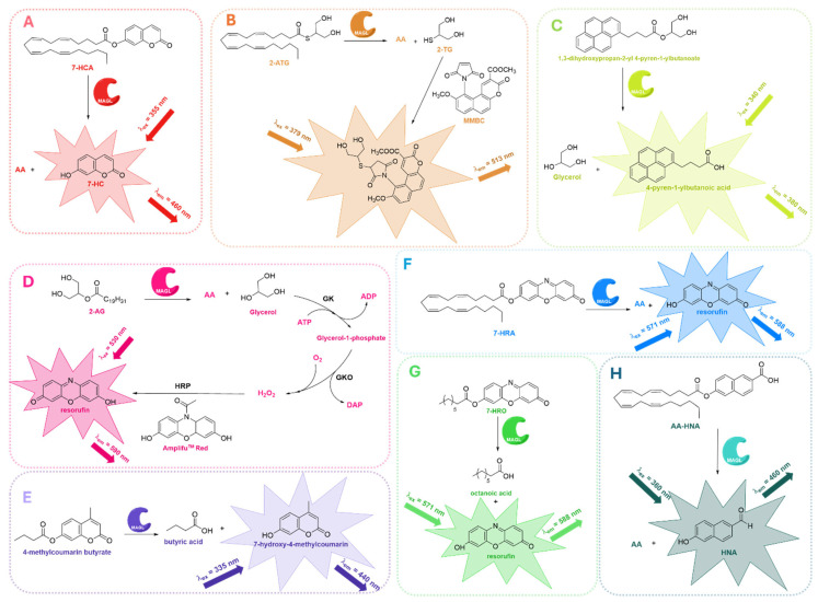 Fluorescence-based assays developed to evaluate MAGL inhibition employing 7-HCA (A) [71,74], 2-ATG (B) [73], 1,3-dihydroxypropan-2-yl 4-pyren-1-ylbutanoate (C) [72], 2-AG and GK (D) [106], 4-methylcoumarin butyrate (E) [75], 7-HRA (F) [76], 7-HRO (G) [77], or AA-HNA (H) [78] as fluorogenic substrates.