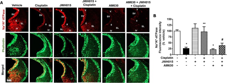 Activation of CB2R by JWH015 mitigates cisplatin-induced loss of Na+/K+-ATPase-α1 levels in the rat cochlea. (A) Mid-modiolar sections of the rat cochlea were co-immunolabeled with Na+/K+-ATPase-α1 and phalloidin. The sections were imaged using Zeiss LSM800 scanning confocal microscope. Representative images from the base of the cochlea are shown (n ≥ 3). (B) Bar graph represents % Na+/K+-ATPase fluorescence intensity ± SEM. Cisplatin decreases expression of Na+/K+-ATPase-α1 in stria vascularis (SV) and spiral ligament (SL) and this is attenuated by pre-treatment with JWH015. AM630 added alone also reduced Na+/K+-ATPase immunoreactivity which was similar to cisplatin. ∗p < 0.05 vs. vehicle; ∗∗p < 0.05 vs. cisplatin; and #p < 0.05 vs. JWH015 + cisplatin (one-way ANOVA).