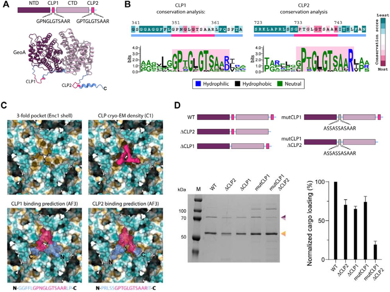 Bioinformatic, structural, and mutational analysis of CLP-mediated cargo loading of MxEnc shells. (A) Schematic overview of GeoA (top) highlighting the N-terminal domain (NTD), C-terminal domain (CTD), internal cargo loading peptide (CLP1), and C-terminal cargo loading peptide (CLP2). AlphaFold predicted structure of MxGeoA (bottom) indicating the structural positions of CLP1 and CLP2. (B)Sequences of MxGeoA CLP1 and CLP2 colored by ConSurf conservation score. A sequence logo of the conserved CLP1 and CLP2 regions is shown, with residues colored by the nature of the amino acid. (C)Zoomed view of the interior three-fold pocket of the MxEnc1 shell (upper left). Zoomed view of extracted cryo-EM CLP density obtained via asymmetric C1 refinement (pink) at the three-fold pocket (upper right). AlphaFold predicted interaction between CLP1 (lower left) or CLP2 (lower right) at the three-fold binding pocket. Both CLPs are predicted to interact at the requisite pocket, and adopt a similar conformation to that observed in cryo-EM reconstructions. (D) Schematic overview (top) of the geoA mutants created to test loading of cargo with variable CLP composition. SDS-PAGE analysis of each mutant coexpressed with MxEnc shell proteins and normalized loading percentages based on gel densitometry and using encapsulin expression as an internal control in each case (bottom). Cargo loading is shown as mean values, with error bars representing the standard deviation of three independent experiments.