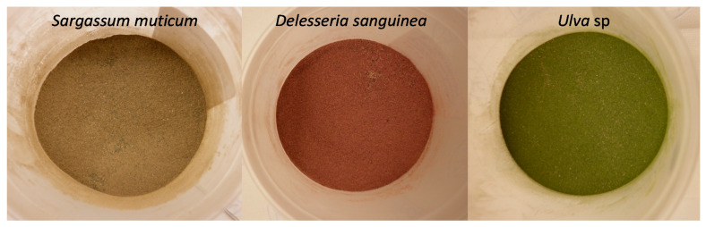 Examples of milled seaweeds. Brown: Sargassum muticum, red: Delesseria sanguinea and green: Ulva sp. seaweeds were milled to pass through a 1-mm screen and homogenized.