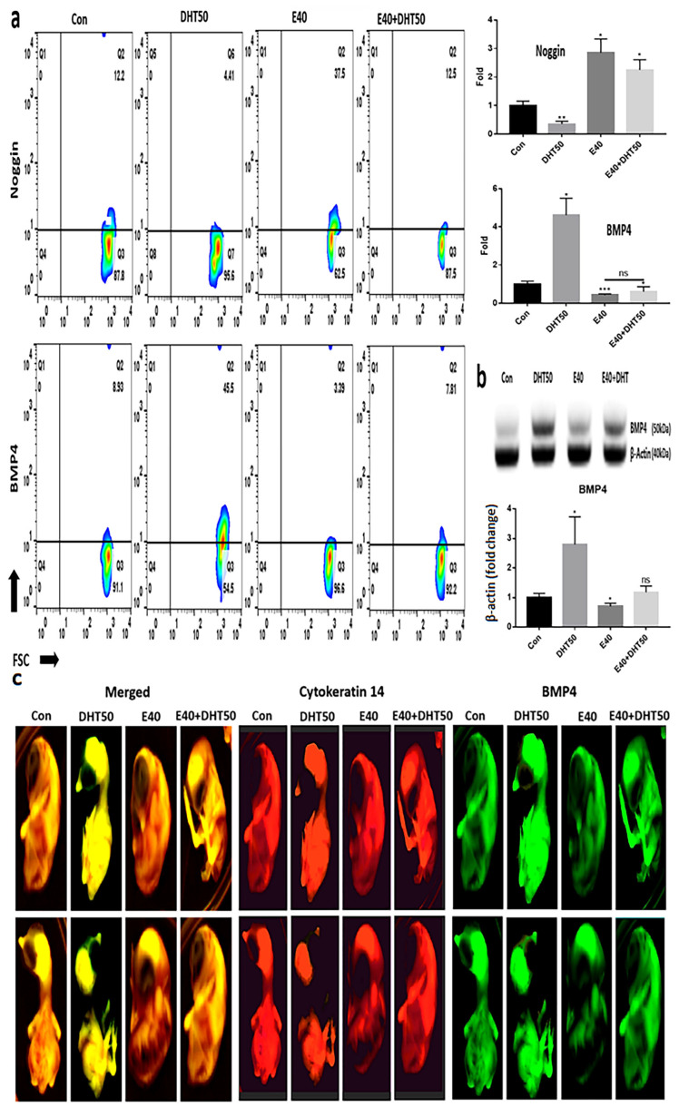 Effect of E40 on the expression of downstream markers in feather formation. (a) Fluorescence in situ hybridization (FISH) analysis using fluorescently labeled anti-mRNA probes for each marker (Noggin and BMP4). (b) The results of expression levels for BMP4 using Western blotting. The analysis was normalized to beta-actin expression. (c) FISH results using the cytokeratin 14 gene probe (red), bone morphogenetic protein 4 (BMP4) gene probe (green) and two positives (yellow); Con: control; DHT50: dihydrotestosterone 50 ng/mL. E40: hemp seed callus-derived exosomes, 40 µg/mL; E40 + DHT50: mixture; ns: not significant (* p < 0.05, ** p < 0.01, *** p < 0.001).