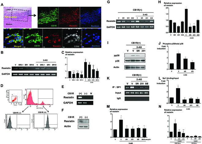 The ECS regulates resistin expression in CB1R-positive PBMCs. (A) CB1R and resistin expression in human arteries. Immunofluorescence for CB1R and resistin in human atheromatous artery. Green, CB1R; red, resistin; gray, CD68; sytox blue, nuclei. Scale bars, 10 μm. (B and C) Resistin expression in human PBMCs. Human PBMCs were treated with 10 μM 2-AG, a ligand of the ECS, with (or without) 0.1, 1, and 10 μM SR141716, a CB1R antagonist. Cells were harvested, and real-time PCR was performed for resistin (*P < 0.01, vehicle versus 2-AG, 2-AG + V versus 2-AG + SR141716; n = 3; hereafter, n represents the number of biological replicates). n.s., not significant; V, vehicle; SR, SR141716. (D to F) CB1R-positive cell sorting and resistin expression in CB1R-positve cells. (D) FACS for CB1-positive cells and purities of the isolated cells confirmed by FACS analysis. FITC, fluorescein isothiocyanate. SSC-A, side scatter area; FSC-A, foward scatter area. Resistin expression in sorted CB1R-positive cells, as determined by real-time PCR (E) and Western blot assay (F). N indicates the negative control. (G and H) Resistin expressions following treatment with 10 μM 2-AG with or without 1 μM SR141716 and 10 μM AM251 (a CB1R antagonist) in CB1R-positive cells, as determined by real-time PCR. AM630, a CB2R antagonist (*P < 0.01, vehicle versus 2-AG; **P < 0.01, 2-AG + V versus 2-AG + SR141716 or AM251; n = 4). 251, AM251; 630, AM630. (I and J) Western blot analysis of p38 phosphorylation in CB1R-positive cells treated with 10 μM 2-AG, 1 μM SR141716, and 10 μM AM251. (*P < 0.01, vehicle versus 2-AG; **P < 0.01, 2-AG + V versus 2-AG + SR141716 or AM251; n = 4). pp38, phospho-p38. (K and L) ChIP assay for the resistin promoter showed that the increased expression of resistin induced by 2-AG was induced by the enhanced binding of Sp1 on the promoter region of resistin. The increased binding activity of Sp1 induced by 2-AG was reversed by treatment with 1 μM SR141716, 10 μM AM251, and 5 μM SB203580 (a p38 inhibitor) (*P < 0.01, vehicle versus 2-AG; **P < 0.01, 2-AG + V versus 2-AG + SR141716, AM251 or SB203580; n = 4). SB, SB203580; IgG, immunoglobulin G. (M) Real-time PCR for resistin in CB1R-positive cells treated with 10 μM 2-AG, 1 μM SR141716, 10 μM AM251, 5 μM SB203580, and mithramycin. Moreover, mithramycin, a Sp1 inhibitor, reversed the increased expression of resistin induced by 2-AG treatment. (*P < 0.01, vehicle versus 2-AG; **P < 0.01, 2-AG + V versus 2-AG + SR141716, AM251, SB203580, or mithramycin; n = 4). (N) Real-time PCR for resistin in CB1R-negative and -positive cells treated with 10 μM 2-AG, 1 μM SR141716, 10 μM AM251, and 5 μM SB203580. Resistin expression was affected only in CB1R-positive fraction (*P < 0.01, vehicle versus 2-AG; **P < 0.01, 2-AG + V versus 2-AG + SR141716, AM251 or SB203580; n = 3).