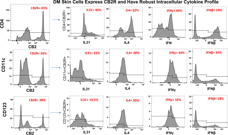 Robust intracellular cytokine profile of DM skin cells expressing CB2R. DM skin cells were isolated and stained via flow cytometry. Flow cytometry identifies a population of CD4+ T cells, CD11c+ mDCs, and CD123+ pDCs that express CB2R in DM skin. Flow cytometry quantifies IL-31, IL-4, IFN-γ, and IFN-β produced by each population. DM, dermatomyositis; mDC, myeloid dendritic cells; pDC, plasmacytoid dendritic cell