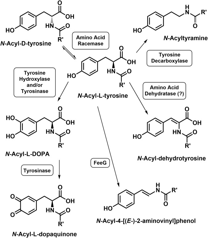 Modifications of the Tyrosyl Moiety of the N-Acyl-L-Tyrosines. An enzyme catalyzing the conversion of N-acyl-L-tyrosine to the corresponding N-acyl-dehydrotyrosine is unknown, suggested to be an N-acyl amino acid dehydratase by Sandargo et al. (2020).