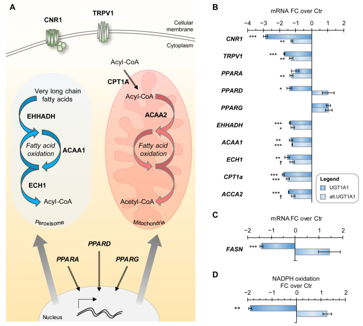 The cannabinoid system is downregulated in cells expressing UGT1A1 enzyme and its alt. protein. (A) Scheme of the endocannabinoid system in HEK293 cells, including cannabinoid receptors (CNR1, TRPV1), peroxisome proliferator-activated receptors (PPARs) and some PPAR targets. (B) Gene expression of the endocannabinoid system in HEK293 cells expressing UGT1A1 enzyme and alt. UGT1A1. Expression of most genes is perturbed in both cell models and preferentially reduced in UGT1A1 enzyme-expressing cells. Cells expressing the UGT1A1 enzyme have lower fatty-acid synthase (FASN) (C) expression and (D) activity than control cells, as detected by an assay measuring NADPH oxidation upon malonyl-CoA addition. EHHADH, Enoyl-CoA Hydratase And 3-Hydroxyacyl CoA Dehydrogenase; ACAA, Acetyl-CoA Acyltransferase; ECH1, Enoyl-CoA Hydratase 1; CPT1A, Carnitine Palmitoyltransferase 1A. *** p < 0.001, ** p < 0.01, * p < 0.05, † p < 0.1.