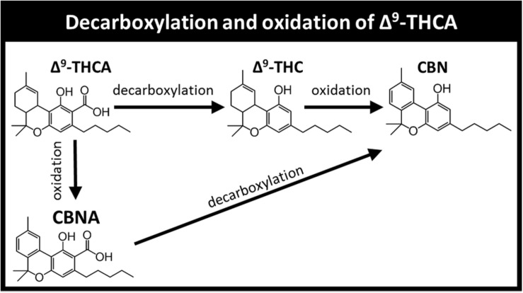 Decarboxylation and oxidation products of Δ9-THCA. The pathways presented include additional reactions and products not shown for brevity.