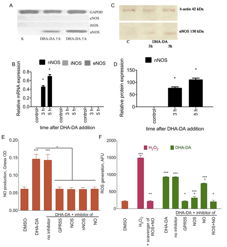 N-docosahexaenoyl dopamine (DHA-DA) induces neuronal NO synthase (nNOS) mRNA expression with a consequent ROS and NO production. (A,B) NO synthase mRNA expression (iNOS, inducible NO synthase, eNOS, endothelial NO synthase), (C,D) NO synthase protein expression, (E) NO and (F) ROS production after the undifferentiated PC12 treatment with DHA-DA (16 μM) in comparison with hydrogen peroxide (500 μM) ROS induction. Incubation time for E and F was 42 h. Blockers and inhibitors: GPR55, O-1918 (3 μM), N OS, L-NMMA (3 μM), nNOS, ARL 1477 (10 μM), NO, PTIO (5 μM), ROS + NO, Ac-Cys (5 µM). NO was detected using the Griess assay, and ROS was detected using a fluorometric ROS detection kit. Data are presented as mean ± S.E., n = 3 experiments. *, a statistically significant difference from the DHA-DA without inhibitors; **, a statistically significant difference from H2O2 without inhibitors; ***, a statistically significant difference from DMSO, ANOVA with the Tukey post-test, p ≤ 0.05. NOS isoforms mRNA expression was detected using RT-PCR, quantified using densitometry and normalized to the GAPDH housekeeping gene; data are presented as mean ± S.E., n = 3 experiments. nNOS protein expression was detected using Western blotting with antibody staining, quantified using densitometry and normalized to the b-actin; data are presented as mean ± S.E., n = 3 experiments. *, a statistically significant difference from untreated control, ANOVA with the Tukey post-test, p ≤ 0.05.
