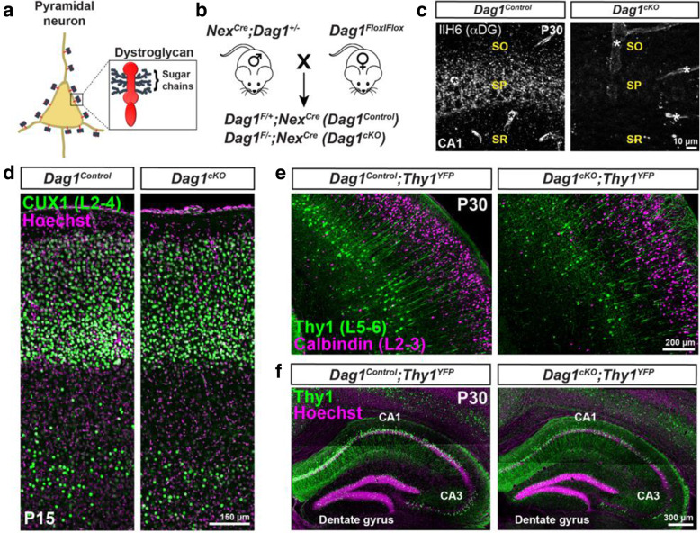 Neuronal Dystroglycan is not required for pyramidal neuron migration. (a) Schematic of Dystroglycan on pyramidal neurons. Inset shows the structure of Dystroglycan and sugar chain moieties present on the extracellular subunit. (b) Mouse breeding scheme for generating pyramidal neuron-specific Dag1 conditional knockout mice using NexCre driver mice. (c) Immunostaining for Dystroglycan in the hippocampal CA1 region of P30 Dag1Control mice (left panel) shows punctate Dystroglycan protein on the soma and proximal dendrites of pyramidal neurons, whereas Dag1cKO mice (right panel) lack perisomatic staining. Asterisks denote Dystroglycan staining on blood vessels which is retained in Dag1cKO mice. (d) Coronal sections from P15 Dag1Control and Dag1cKO cortex were immunostained for upper layer marker CUX1 (L2–4). (e) Coronal sections of the cortex from P30 Dag1Control and Dag1cKO mice crossed with a Thy1YFP reporter mouse to sparsely label layer 5–6 pyramidal neurons (green) and stained for Calbindin (magenta) to label layer 2–3 pyramidal neurons. (f) Coronal sections of the hippocampus from P30 Dag1Control and Dag1cKO mice crossed with a Thy1YFP reporter mouse to label excitatory neurons (green) in the CA regions and dentate gyrus