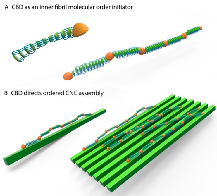 Schematic illustration of spider silk-CNC composite. CBD drives spider silk molecular ordering in two levels. (A) CBD’s ability to form dimers encourages spider silk alignment; and (B) CBD’s ability to bind CNCs drives directional alignment of silk-CBD-CNC composites.